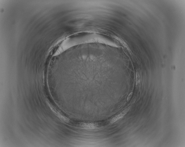 X0000083650349200702261122