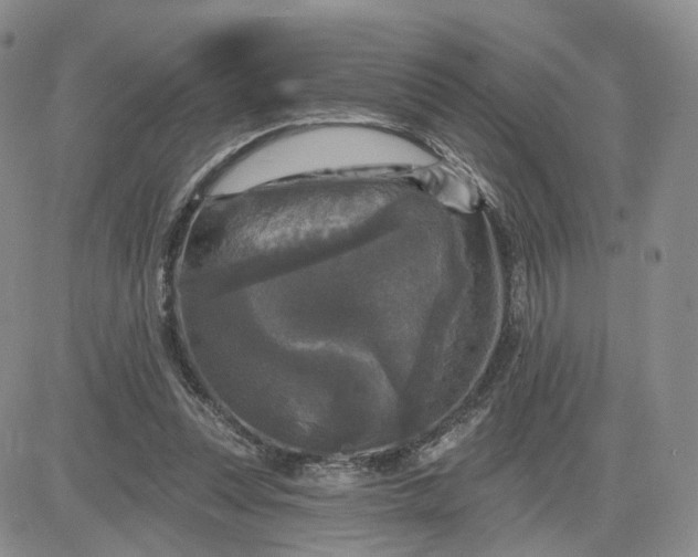 X0000083650351200702261122