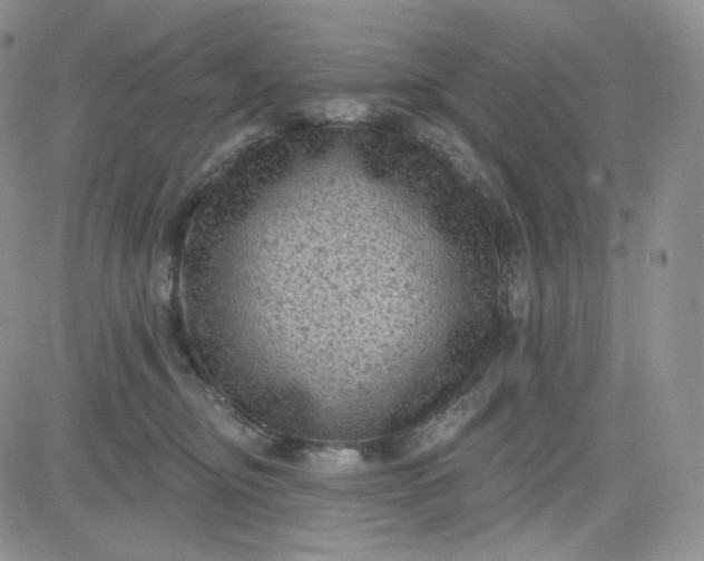 X0000083650374200702261122