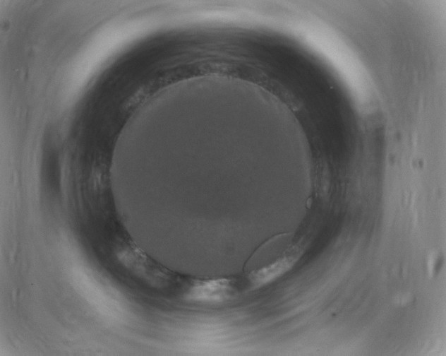 X0000083650382200702261122