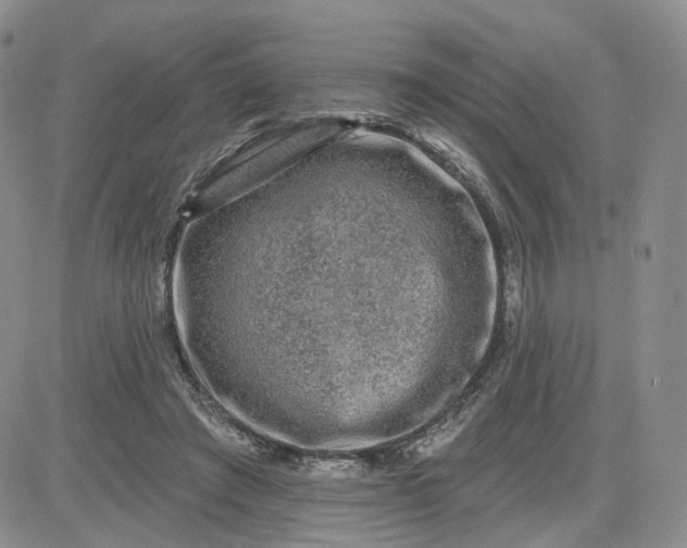 X0000083650401200702261121