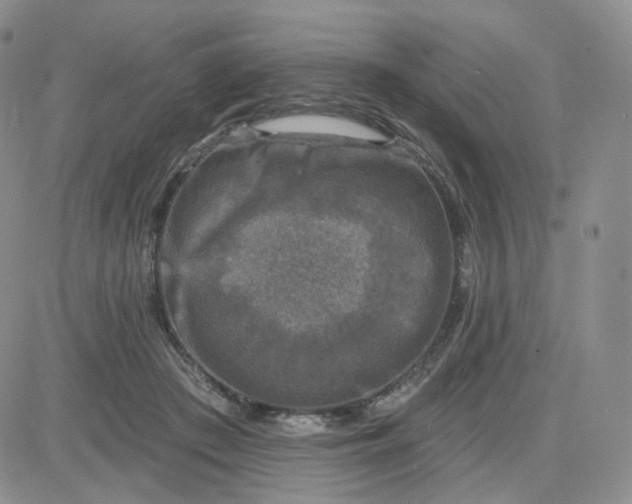 X0000083650409200702261121