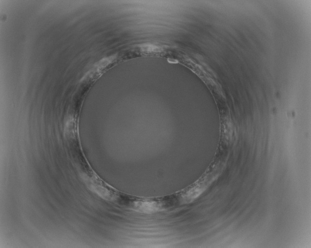 X0000083650419200702261121