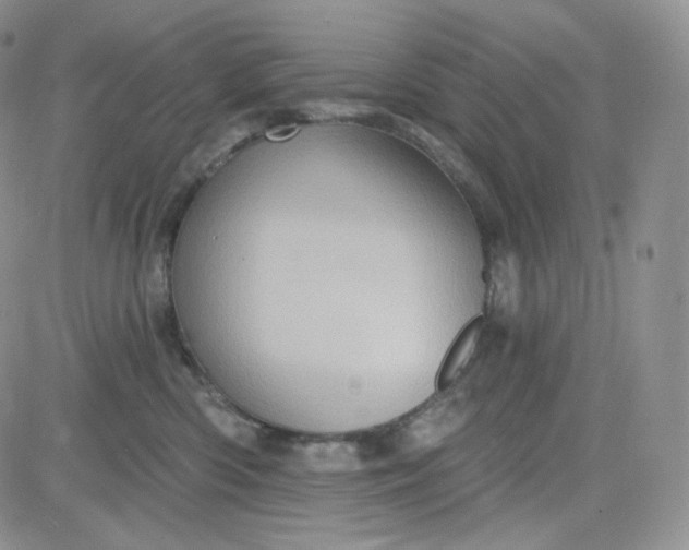 X0000083650426200702261121