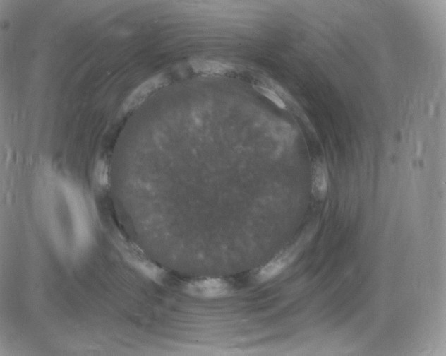 X0000083650431200702261121