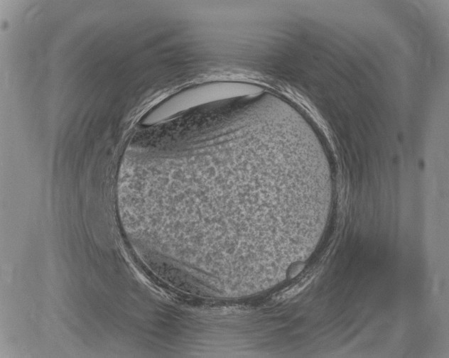 X0000083650433200702261120