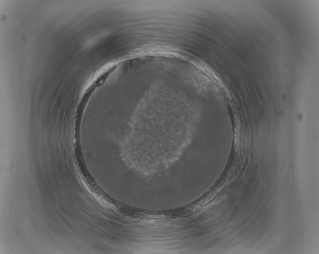 X0000083650438200702261120