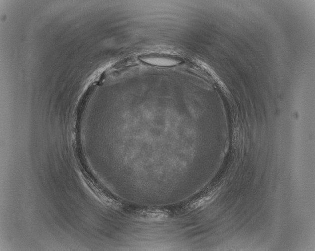 X0000083650443200702261120