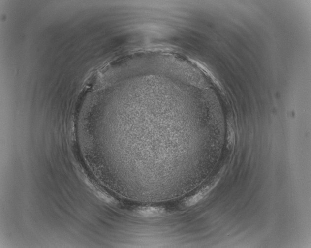 X0000083650453200702261120