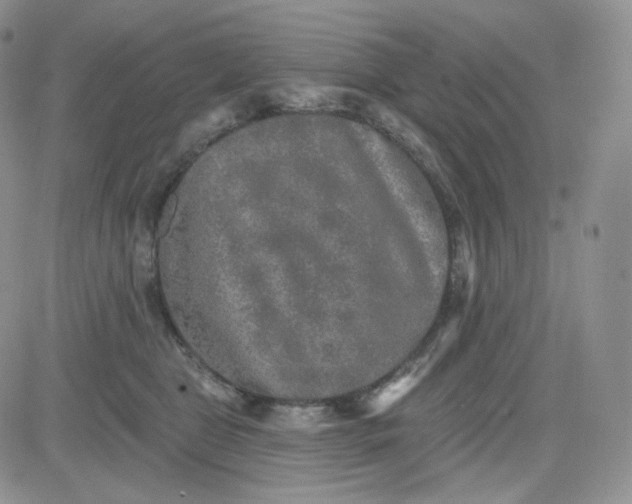 X0000083650469200702261121