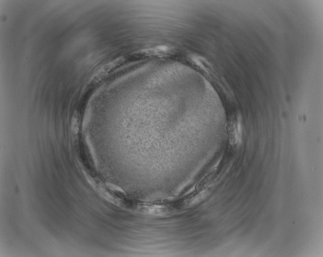 X0000083650472200702261121