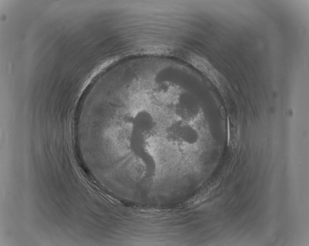 X0000083650483200702261120