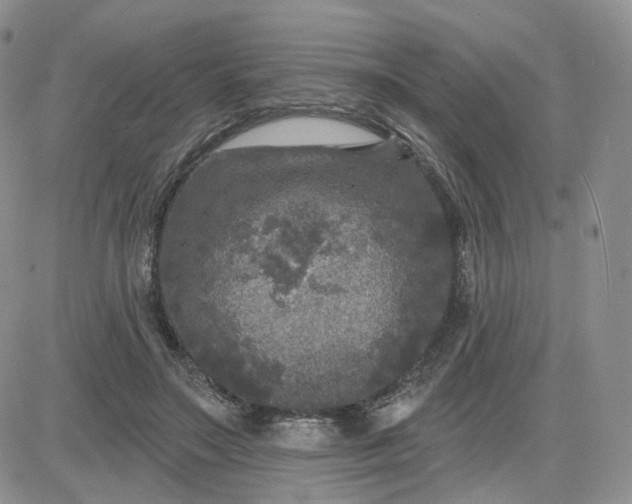 X0000083650499200702261120