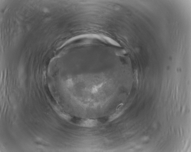 X0000083650527200702261119