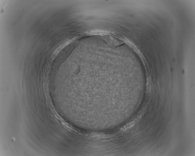 X0000083650529200702261118