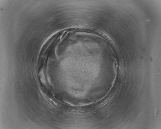 X0000083650532200702261118