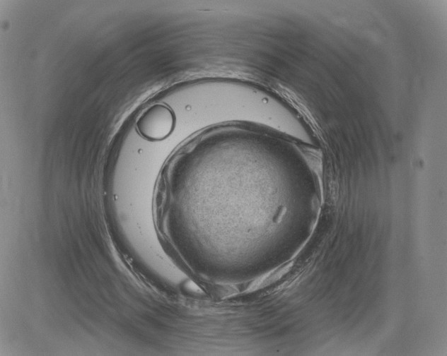 X0000083650534200702261118