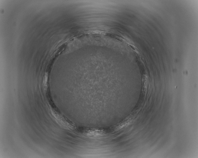 X0000083650550200702261119