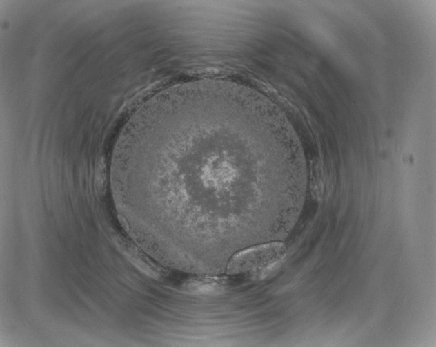 X0000083650563200702261119