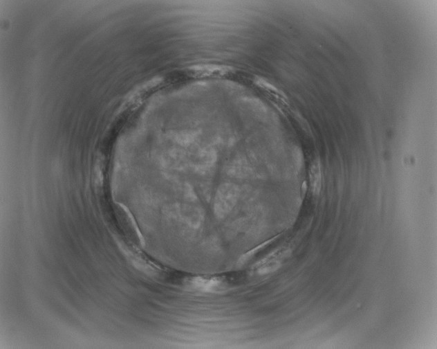 X0000083650570200702261119