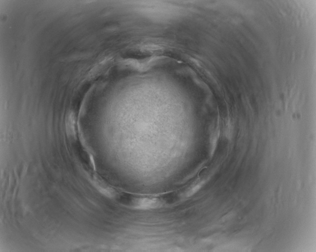 X0000083650575200702261119