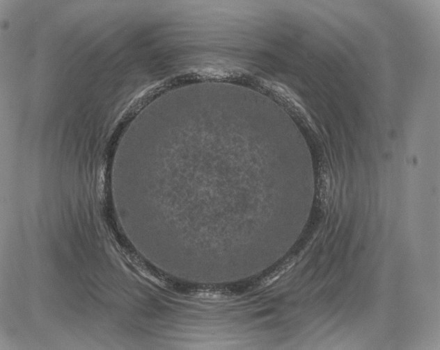 X0000083650596200702261118