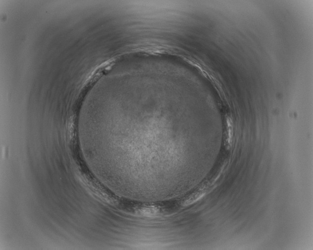 X0000083650600200702261118