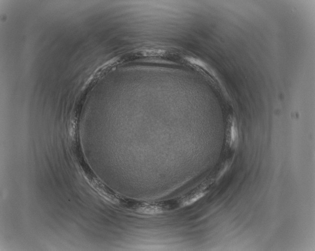 X0000083650604200702261118