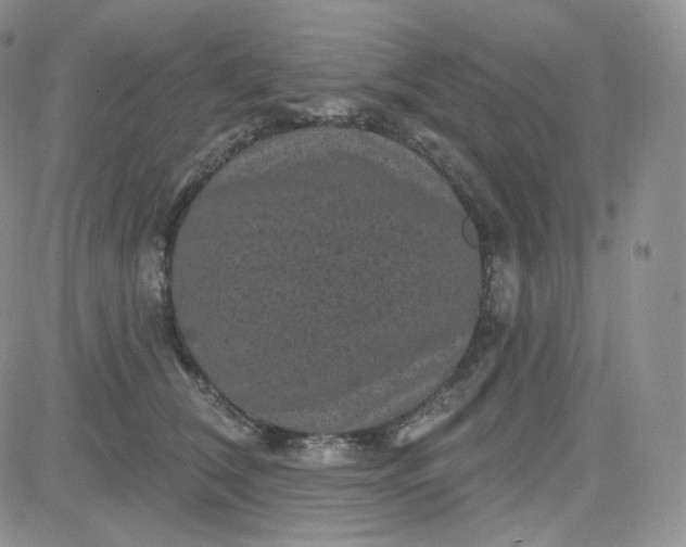 X0000083650612200702261118