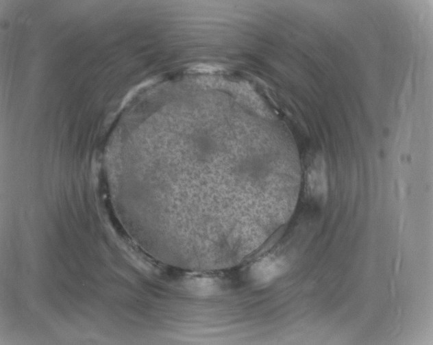 X0000083650620200702261118