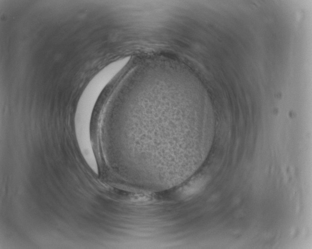 X0000083650624200702261117