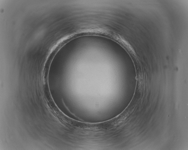 X0000083650628200702261117