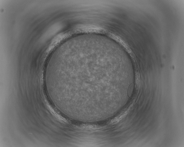 X0000083650629200702261117