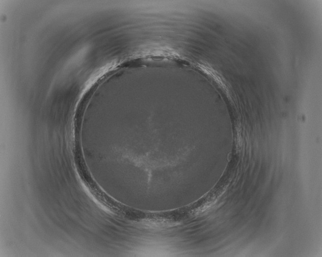 X0000083650630200702261117