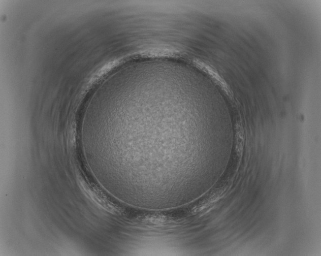 X0000083650631200702261117