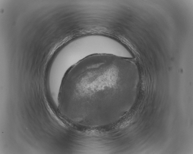 X0000083650634200702261117