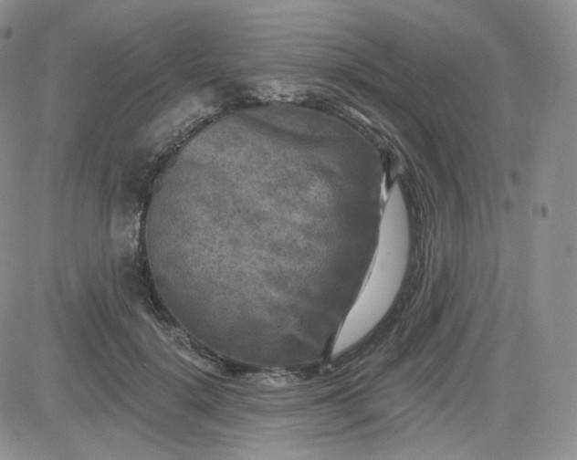 X0000083650652200702261117