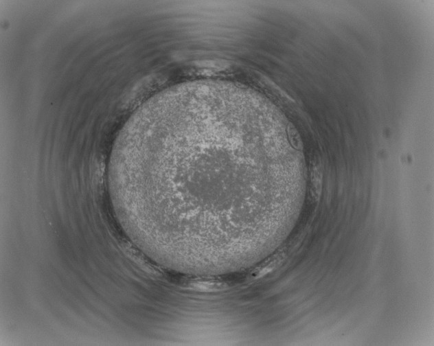 X0000083650657200702261117