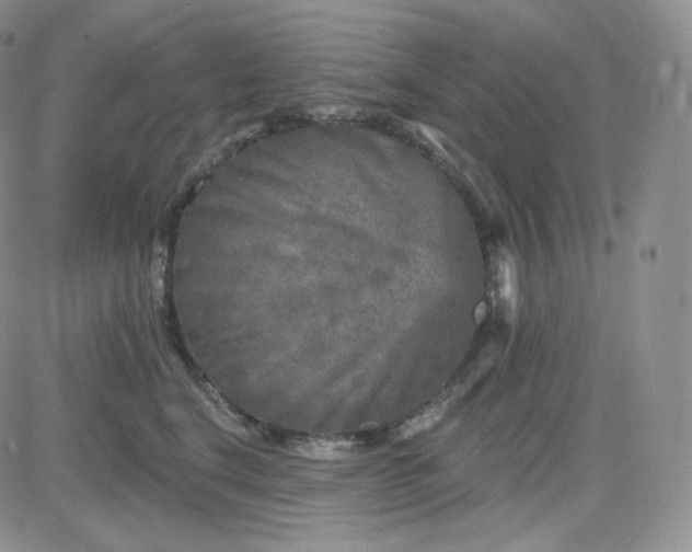 X0000083650664200702261117