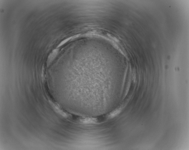 X0000083650670200702261117