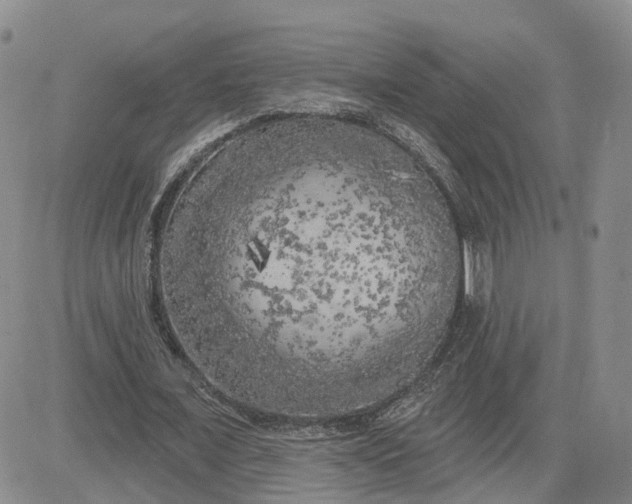 X0000083650675200702261117