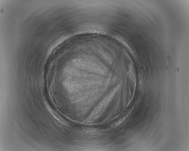 X0000083650677200702261117