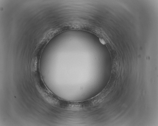 X0000083650694200702261116