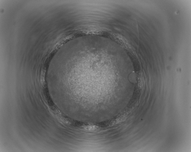 X0000083650695200702261116