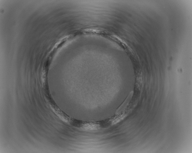 X0000083650708200702261116