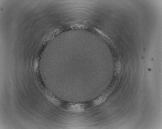 X0000083650709200702261116