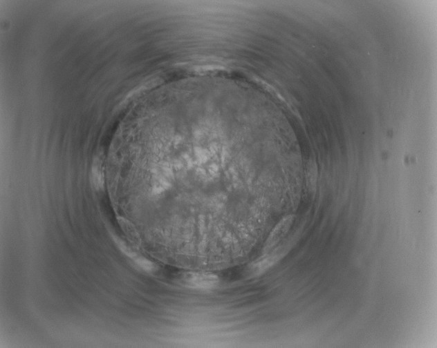 X0000083650719200702261116