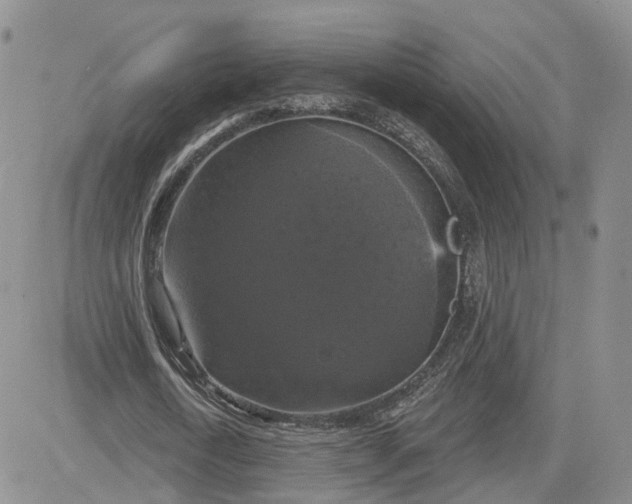 X0000083650722200702261115