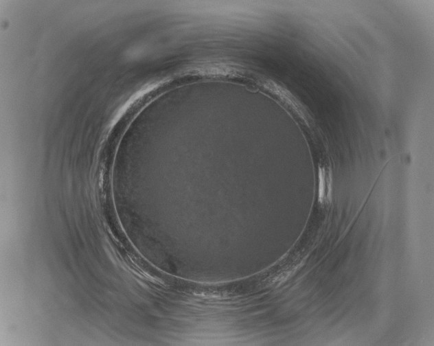 X0000083650723200702261115