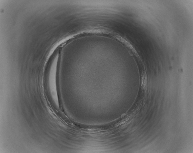 X0000083650724200702261115